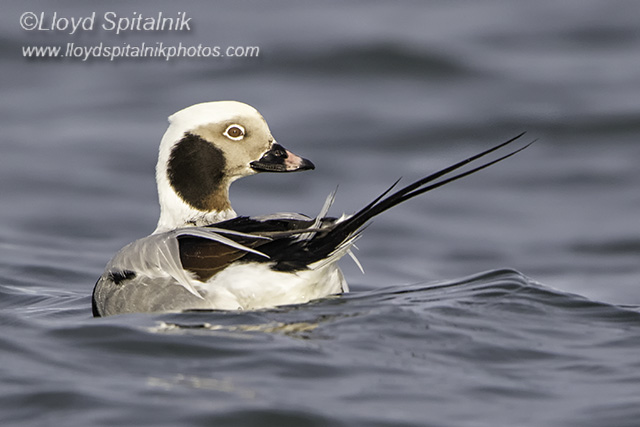 Long-tailed Duck (Oldsquaw)