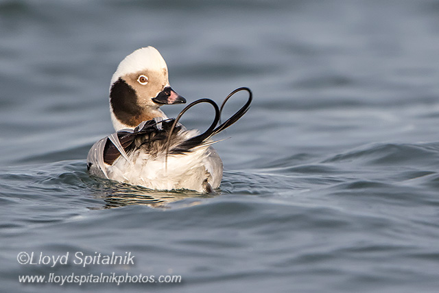 Long-tailed Duck (Oldsquaw)