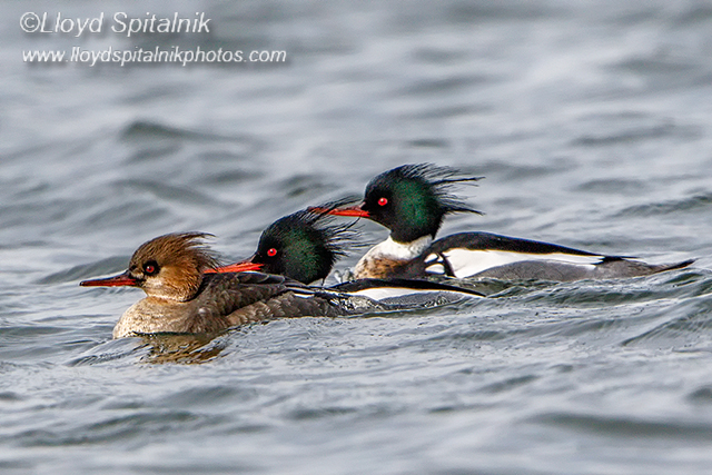 Red-breasted Merganser