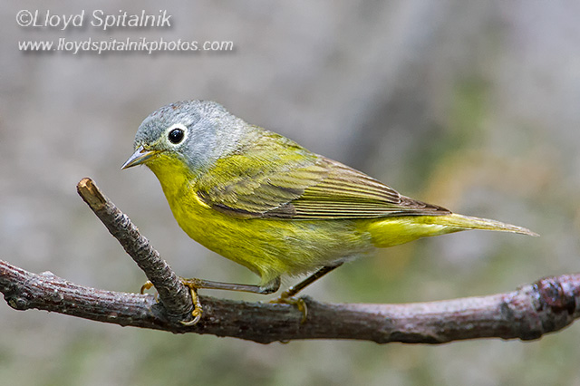 Nashville Warbler
