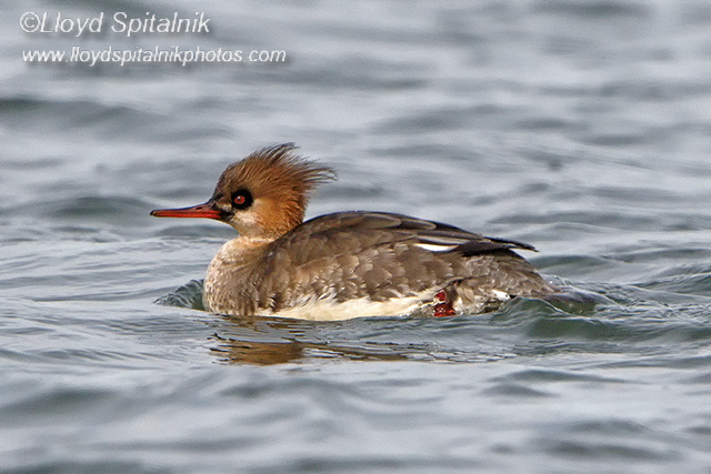 Red-breasted Merganser