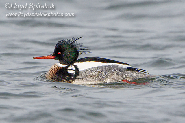 Red-breasted Merganser