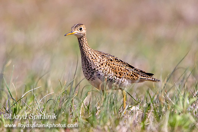 Upland Sandpiper