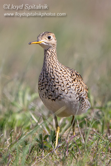 Upland Sandpiper