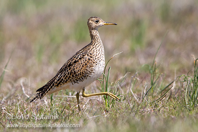 Upland Sandpiper