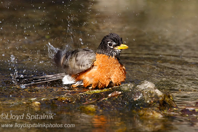 American Robin