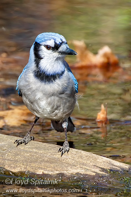 Blue Jay