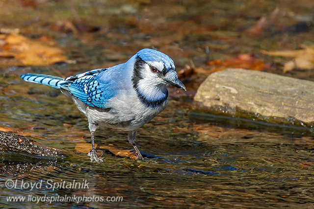 Blue Jay