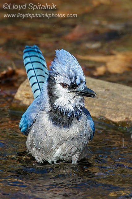 Blue Jay
