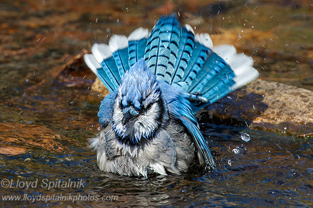 Blue Jay