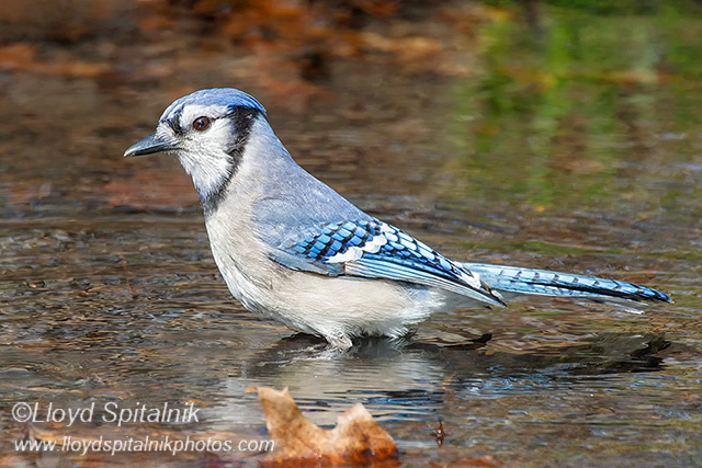 Blue Jay