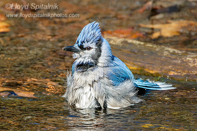 Blue Jay