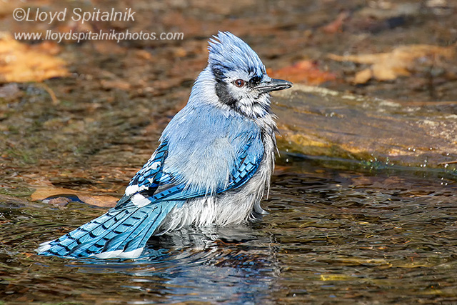 Blue Jay