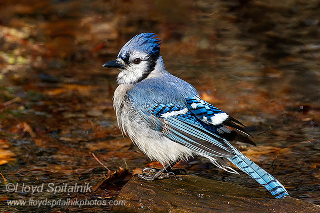 Blue Jay