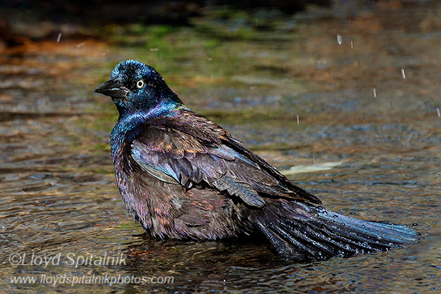 Common Grackle