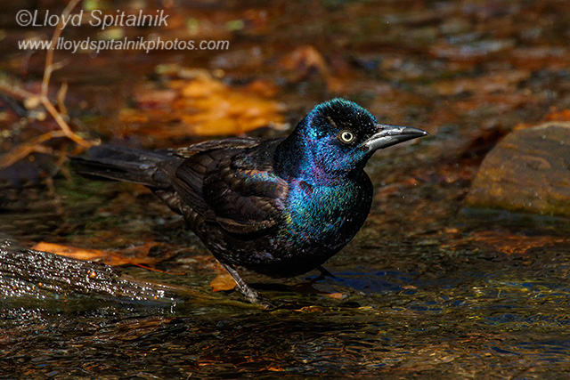 Common Grackle