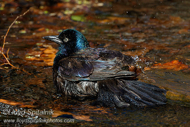 Common Grackle