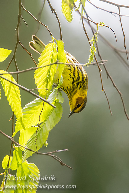 Cape May Warbler