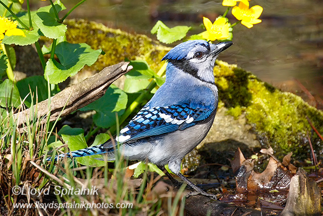 Blue Jay