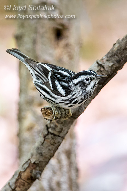 Black-and-white Warbler
