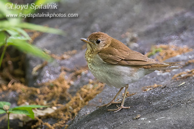 Veery