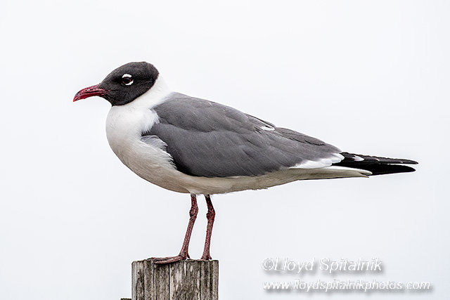 Laughing Gull