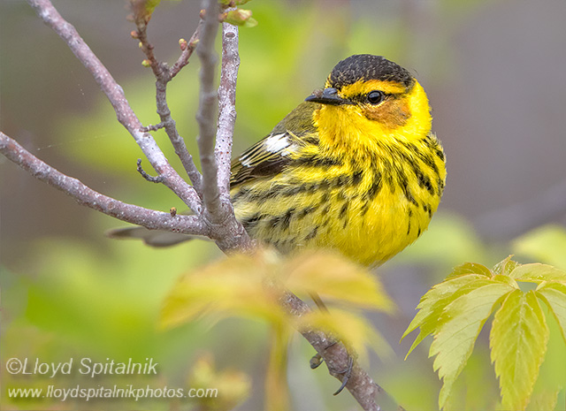 Cape May Warbler