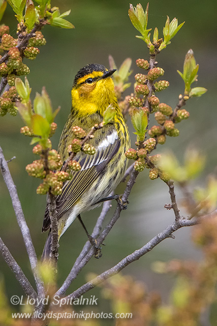 Cape May Warbler