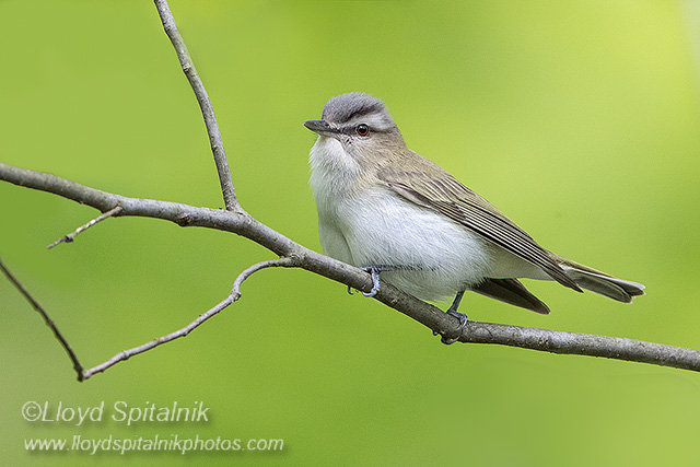 Red-eyed Vireo
