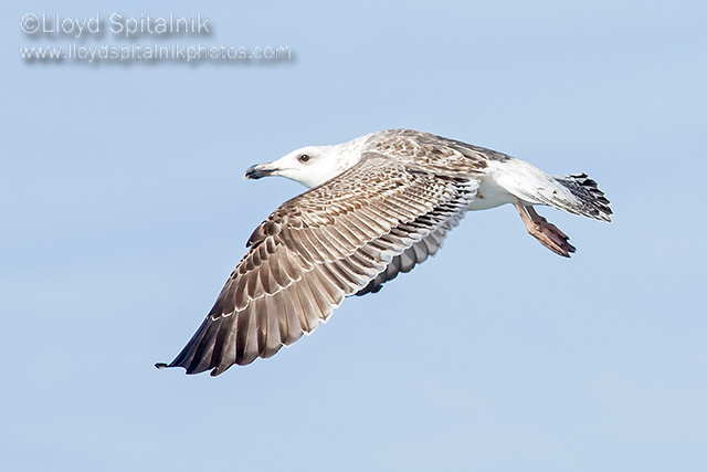 Great Black-backed Gull