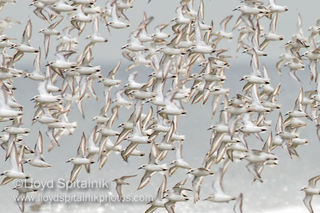 Sanderling
