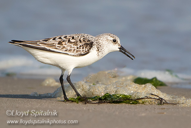 Sanderling