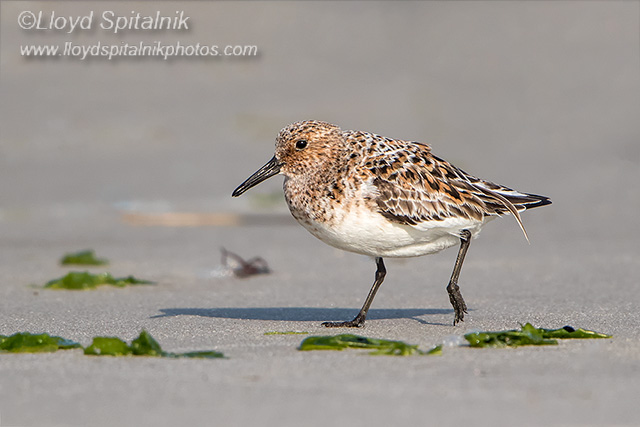 Sanderling