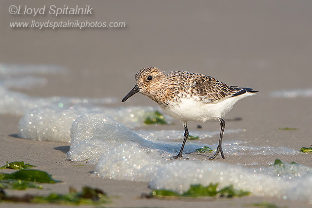 Sanderling