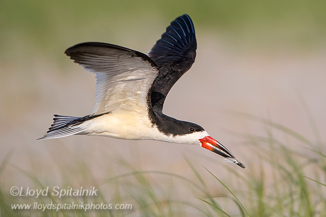 Black Skimmer