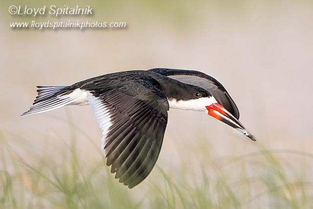 Black Skimmer