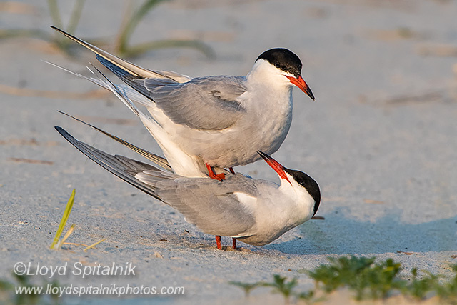 Common Tern