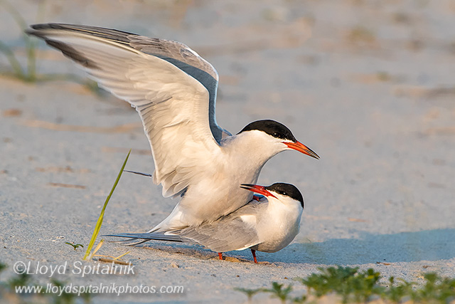 Common Tern