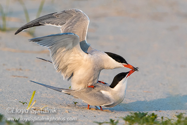 Common Tern