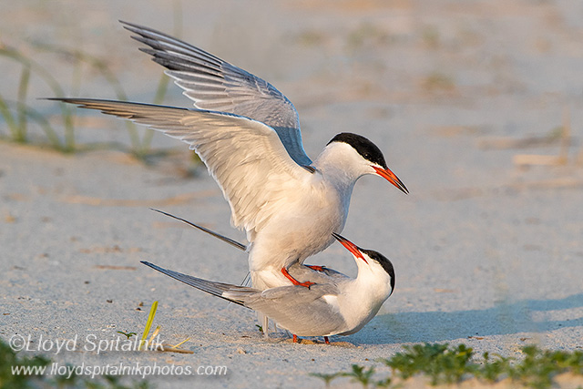 Common Tern