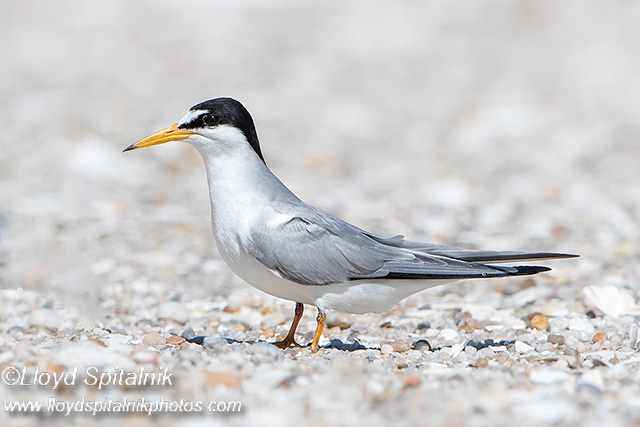 Least Tern