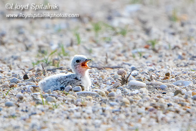 Least Tern