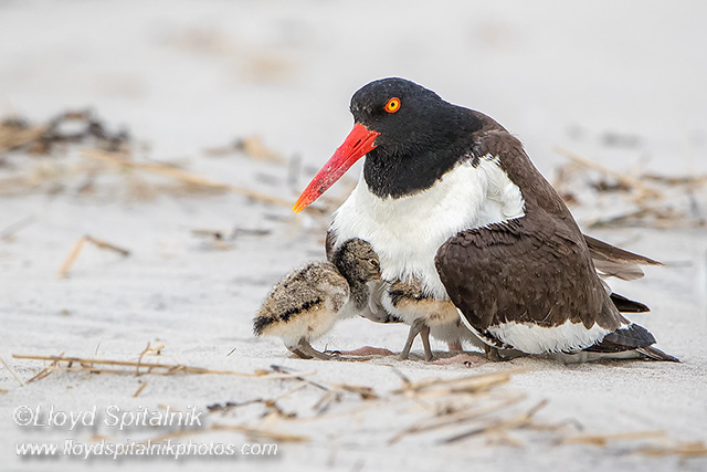 American Oystercatcher