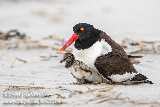American Oystercatcher