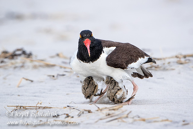 American Oystercatcher