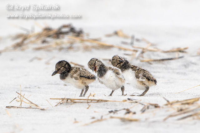 American Oystercatcher