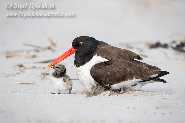 American Oystercatcher