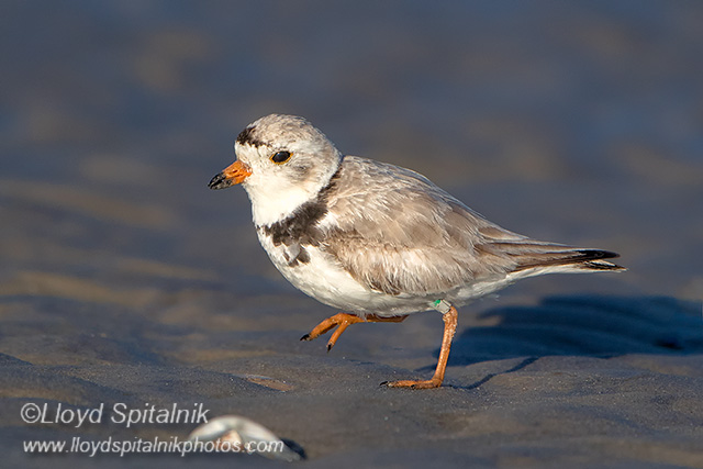 Piping Plover