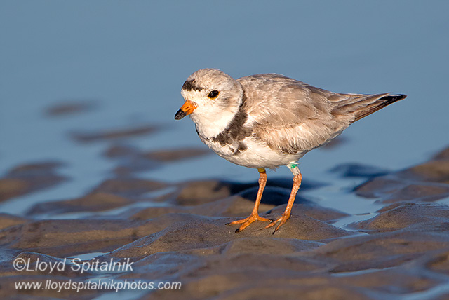 Piping Plover