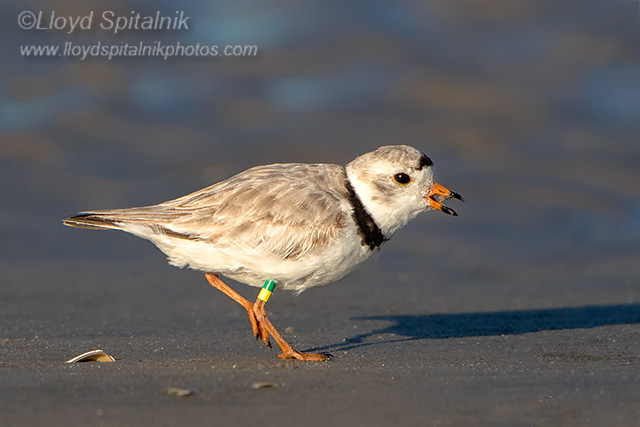 Piping Plover